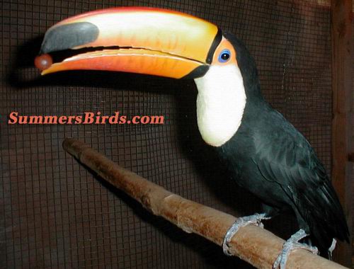 Toco Toucan bred by www.SummersBirds.com
